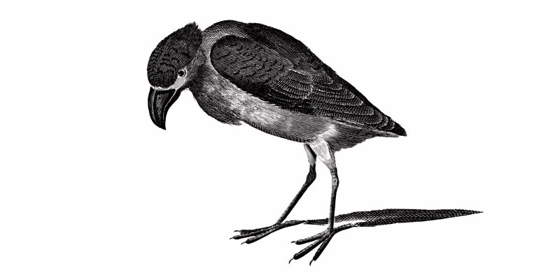 linómetszett madár